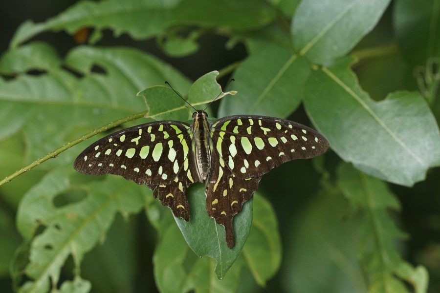 Graphium agamemnon 8810