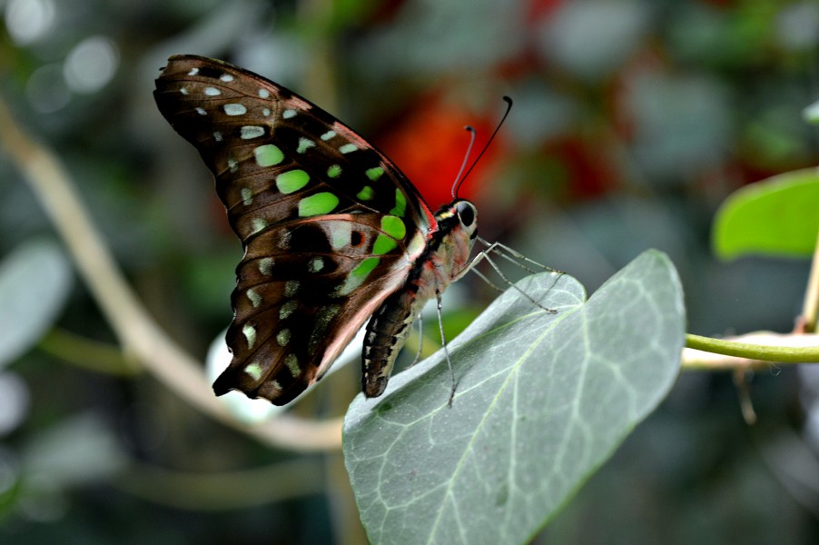 Graphium agamemnon (графіум агамемнон)