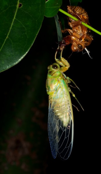 Graptopsaltria nigrofuscata emergence 23aug12