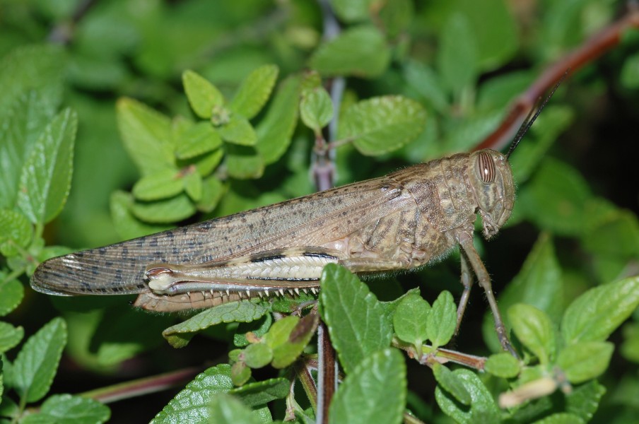 Grasshopper November 2008-3