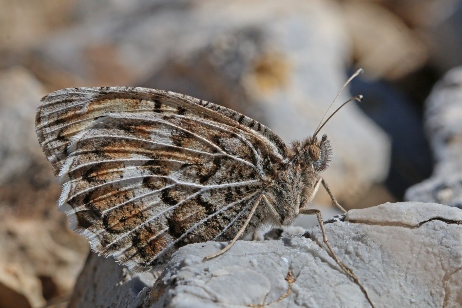 Grey asian grayling (Pseudochazara geyeri) Macedonia