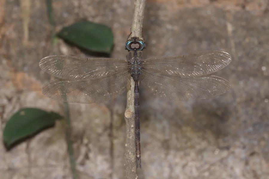 Gynacantha-Kadavoor-2016-03-30-001