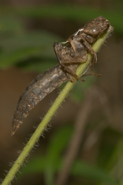 Gynacantha-Kadavoor-2016-07-03-001