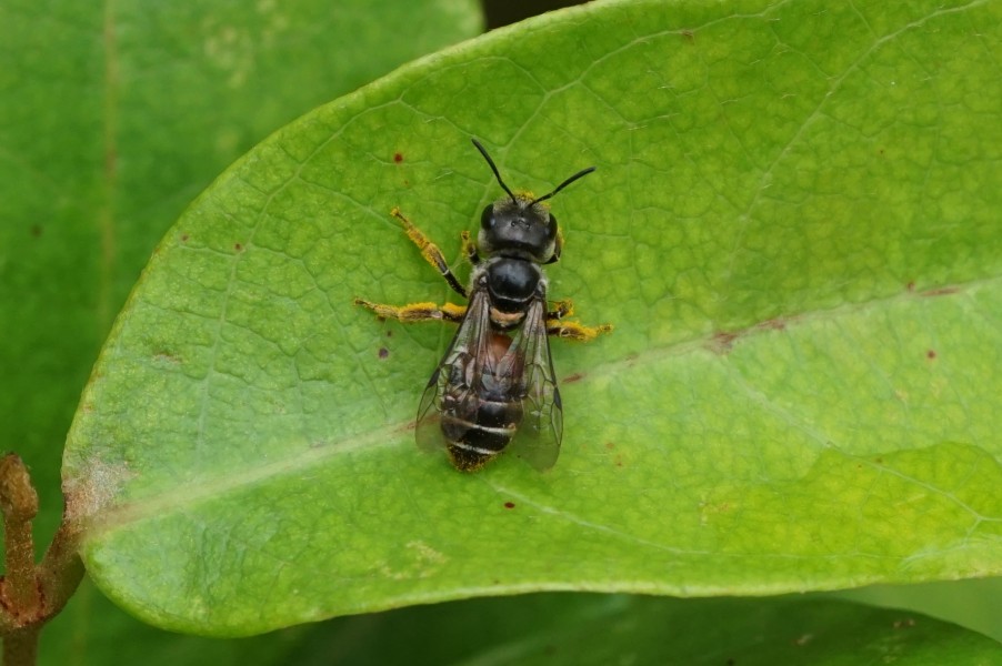 Halictus 05367