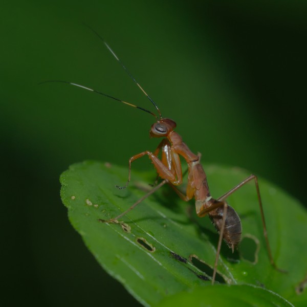 Hapalopeza nilgirica-Kadavoor-2015-08-21-001