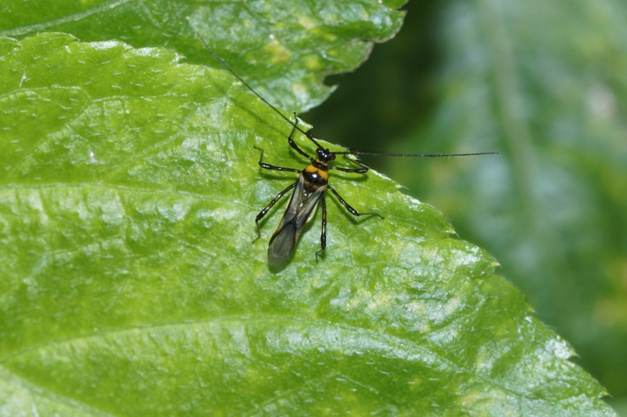 Helopeltis sp 7101