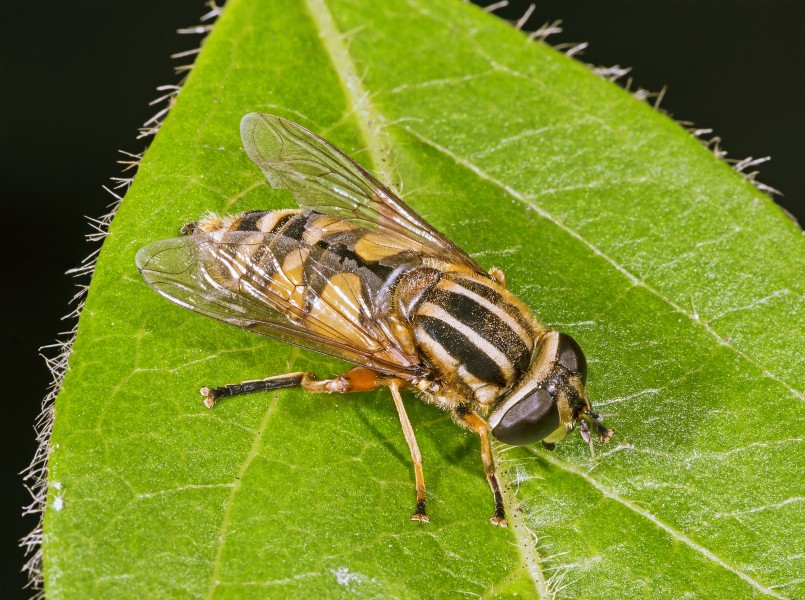 Helophilus pendulus MHNT Fronton