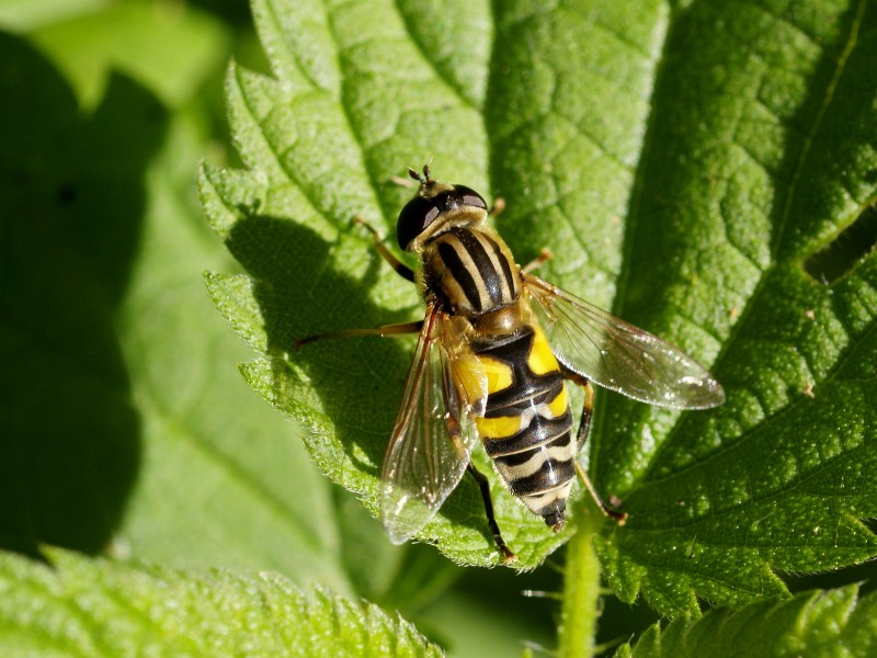 Helophilus trivittatus