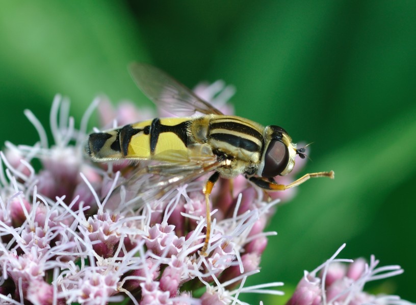 Helophilus trivittatus qtl1