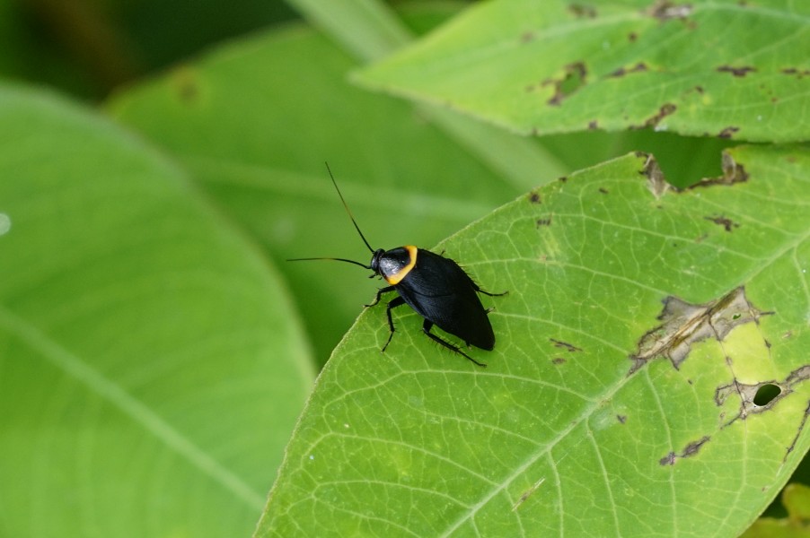 Hemithyrsocera palliata 8765