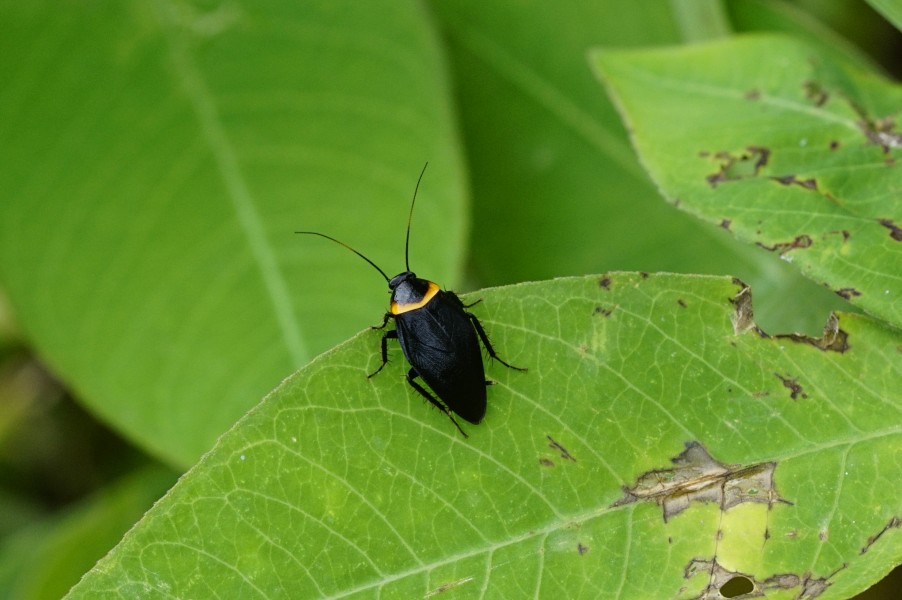 Hemithyrsocera palliata 8780