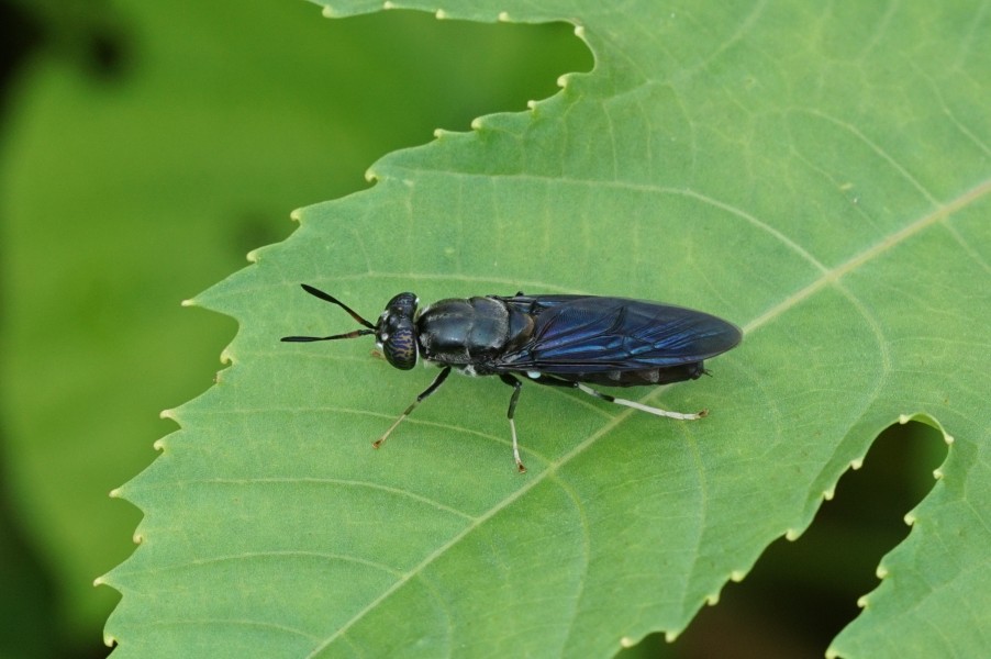 Hermetia illucens 05519