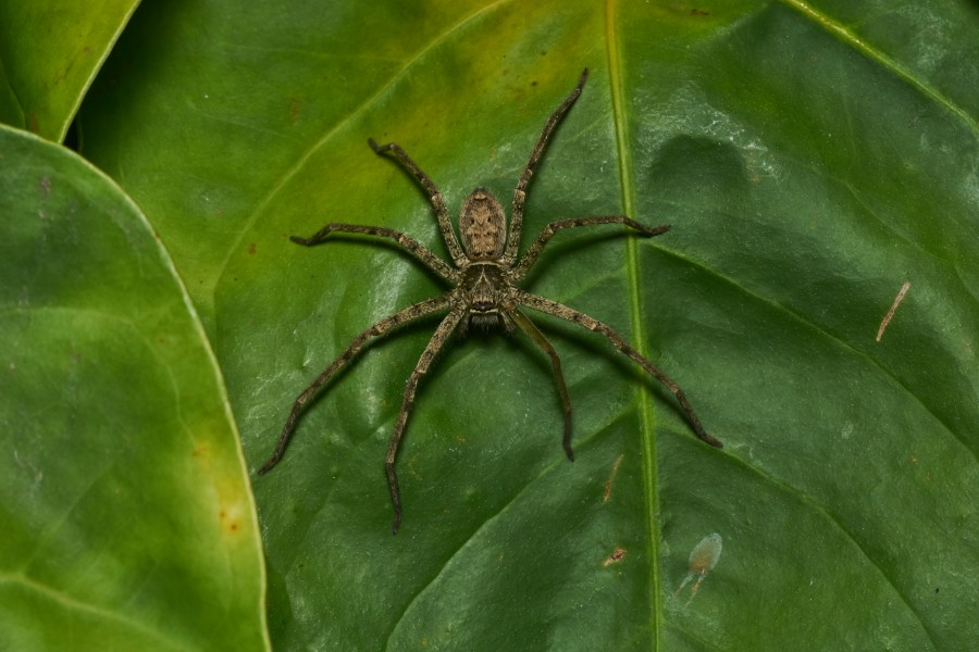 Heteropoda venatoria-Kadavoor-2017-05-22-001