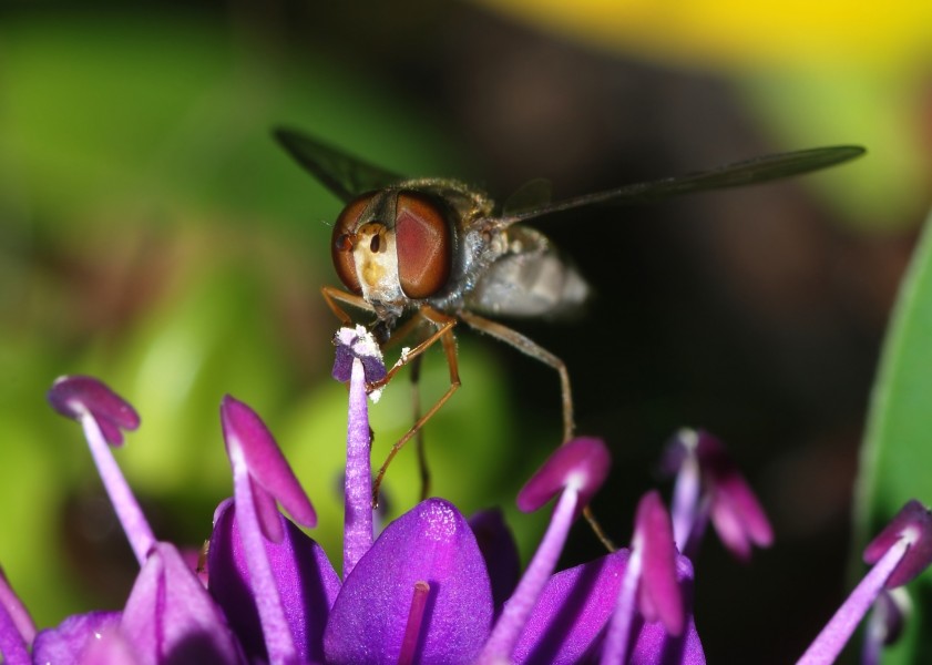 Hoverfly April 2008-2