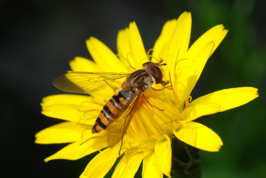 Hoverfly December 2007-17