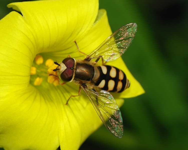 Hoverfly January 2008-6