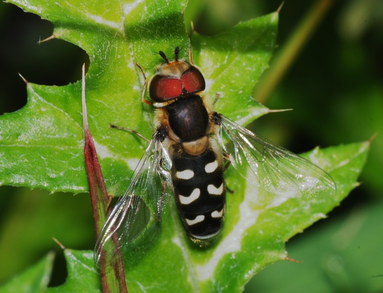 Hoverfly January 2008-8