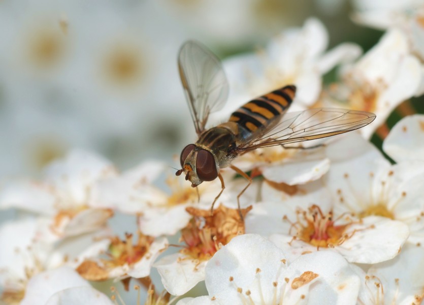 Hoverfly March 2008-1