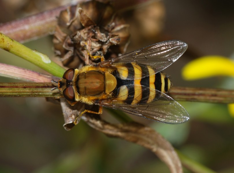 Hoverfly May 2008-6