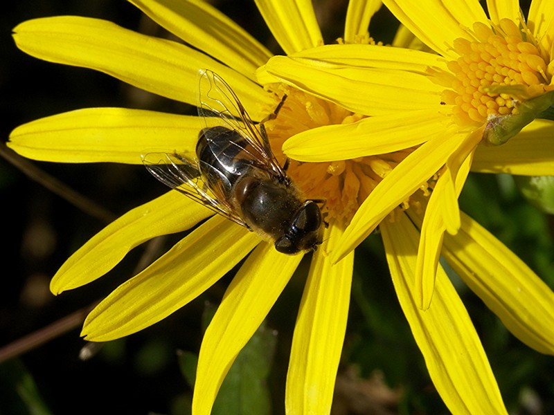 Hoverfly on flower