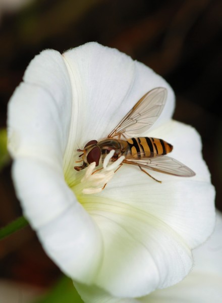 Hoverfly September 2008-1a