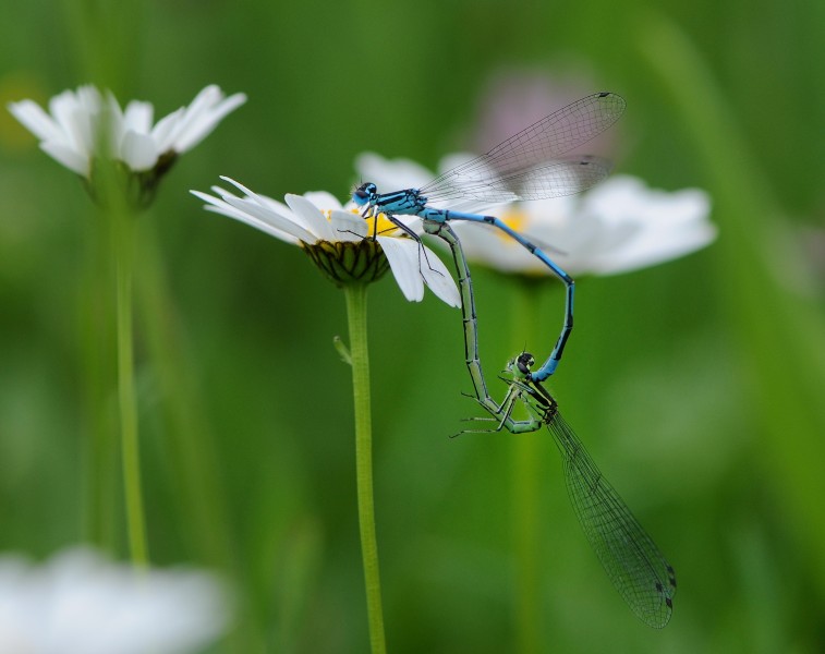 Hufeisen-Azurjungfern, Coenagrion puella Paarung 2