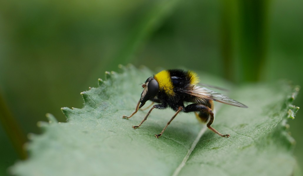 Hummel-Gebirgsschwebfliege (Arctophila bombiformis), Hohlenwiesbach, Rocherath, Ostbelgien (20035494705)