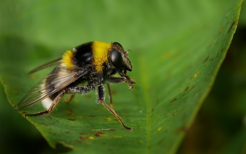 Hummel-Gebirgsschwebfliege (Arctophila bombiformis), Holzwarchetal bei Mürringen, Ostbelgien (35512328556)