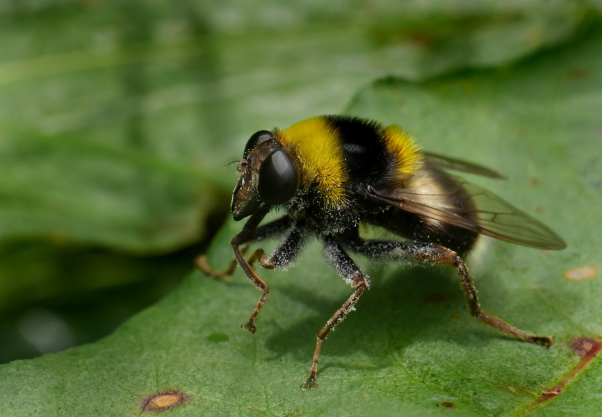 Hummel-Gebirgsschwebfliege (Arctophila bombiformis), Holzwarchetal bei Mürringen, Ostbelgien (35551017915)