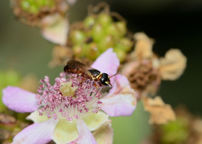 Hylaeus rubicola female 2