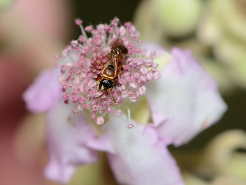 Hylaeus rubicola female 3