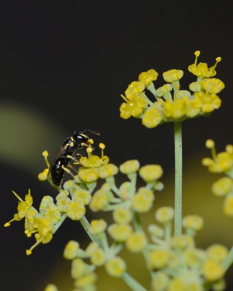 Hylaeus taeniolatus female 1