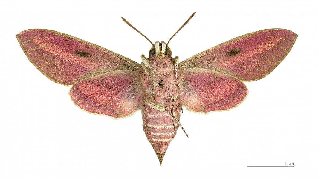 Hyles euphorbiae MHNT female ventre