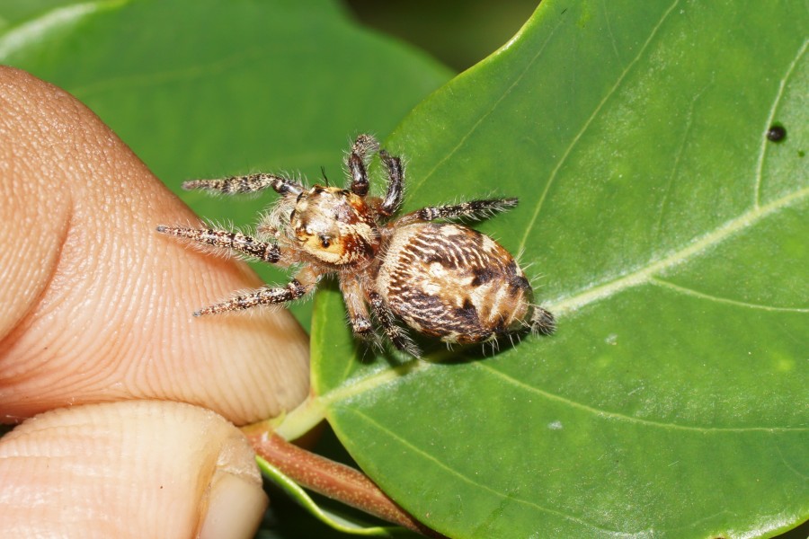 Hyllus semicupreus 06935