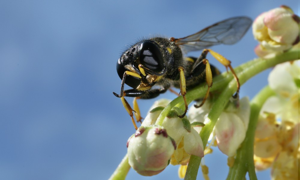 Hymenoptera diagonal