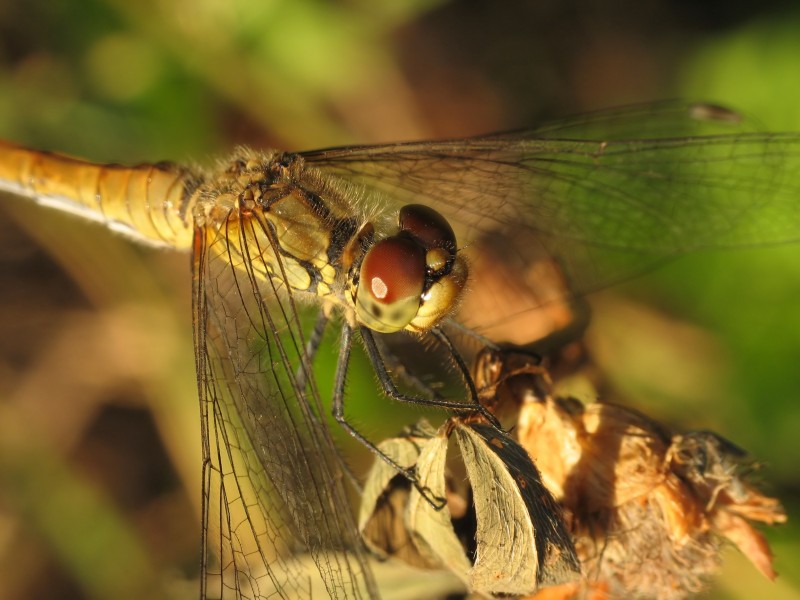 IMG 3140 odonata