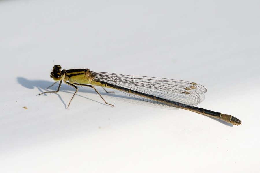 Ischnura elegans 12(loz)