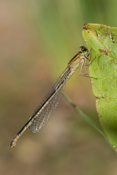 Ischnura elegans 7(loz)