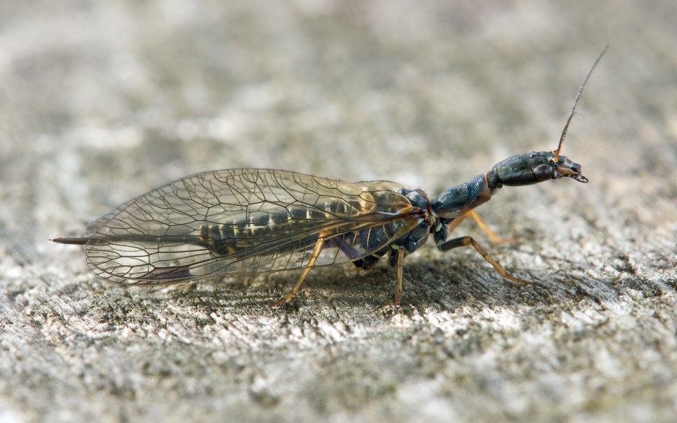 Kamelhalsfliege Raphidia ophiopsis ophiopsis