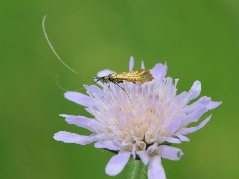 Langhornmotten Adelidae, Nemophora metallica