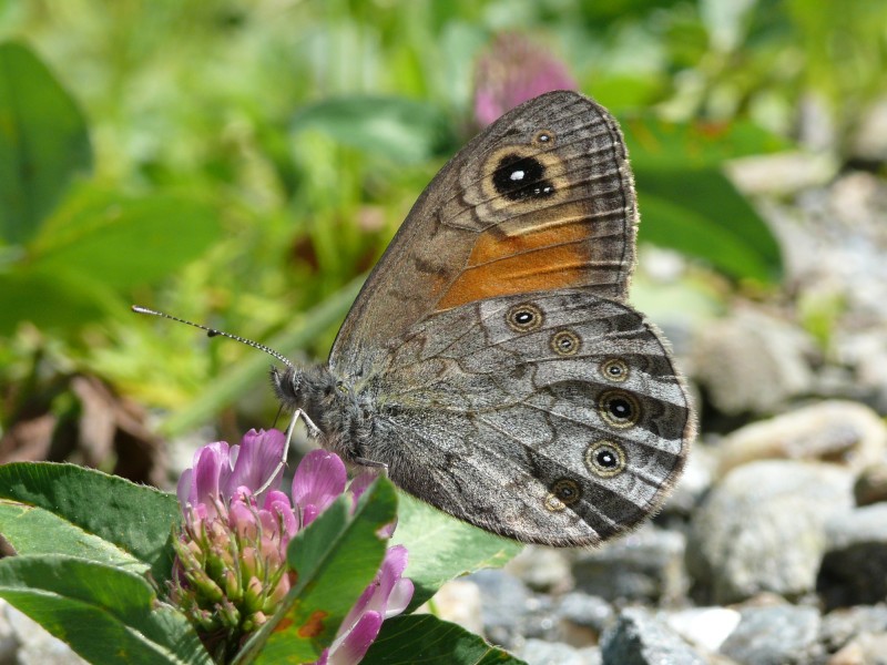 Lasiommata maera - female 02 (HS)