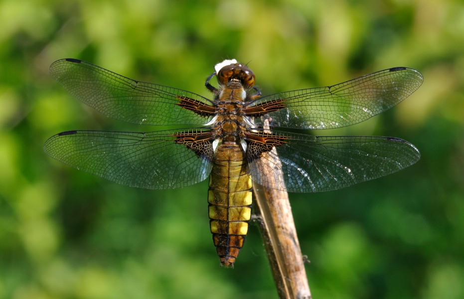 Libellula depressa qtl4