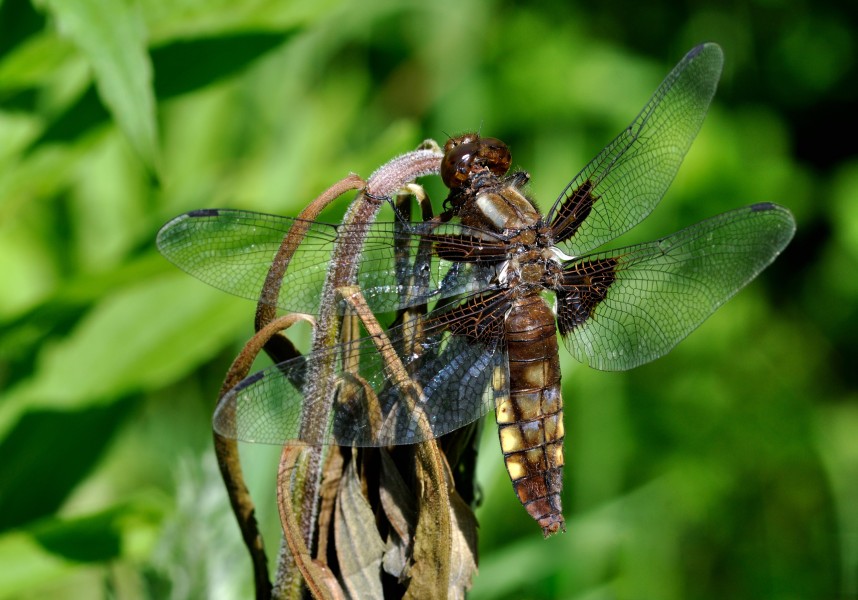 Libellula depressa qtl6