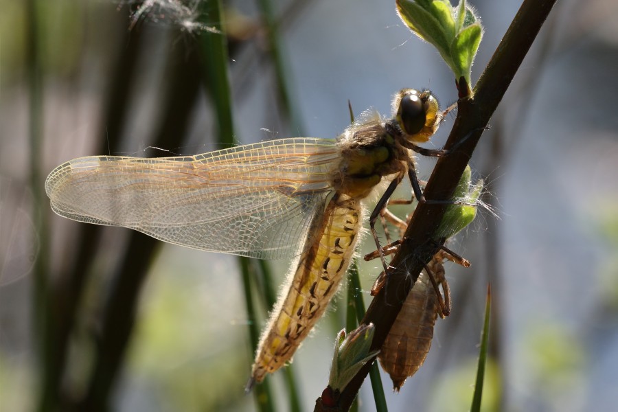 Libellula quadrimaculata 2(loz)