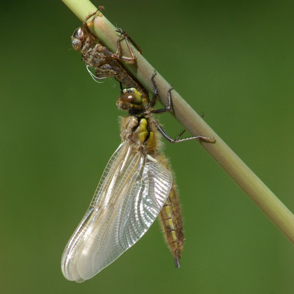 Libellula quadrimaculata 3