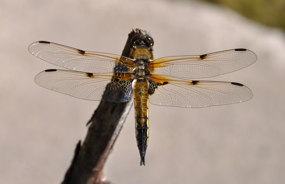 Libellula quadrimaculata qtl1