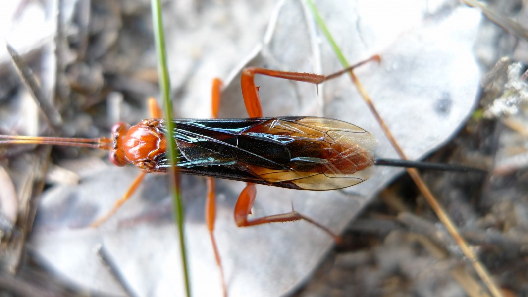 Lissopimpla excelsa (6536745633)