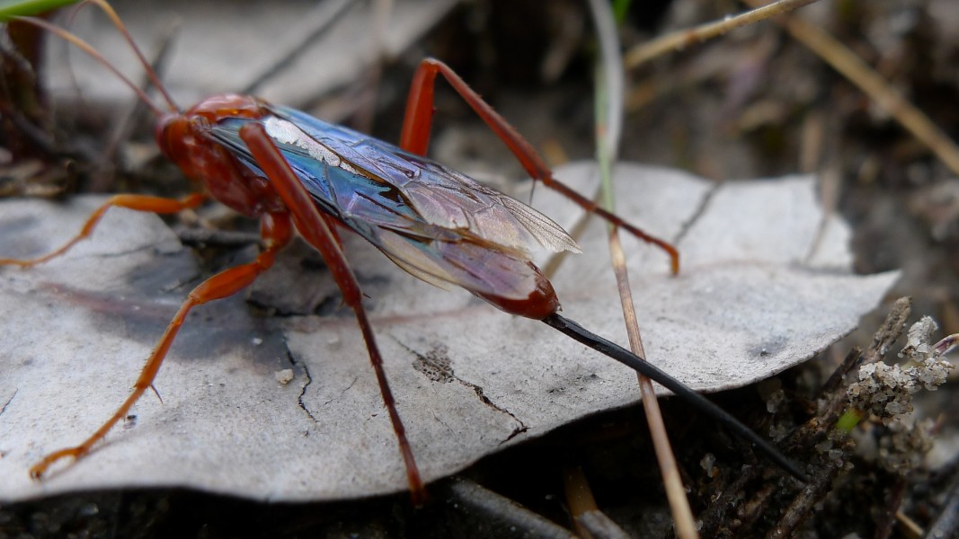 Lissopimpla excelsa (6536750627)