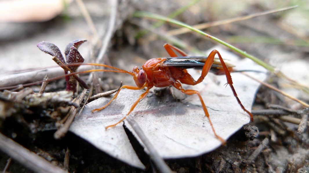 Lissopimpla excelsa (6536767405)