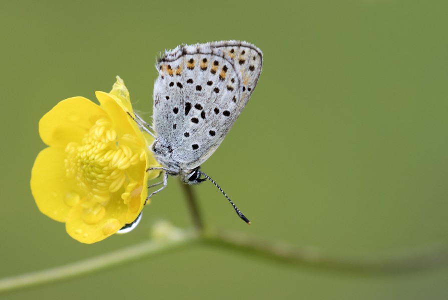 Lycaena tityrus - İslibakır 23